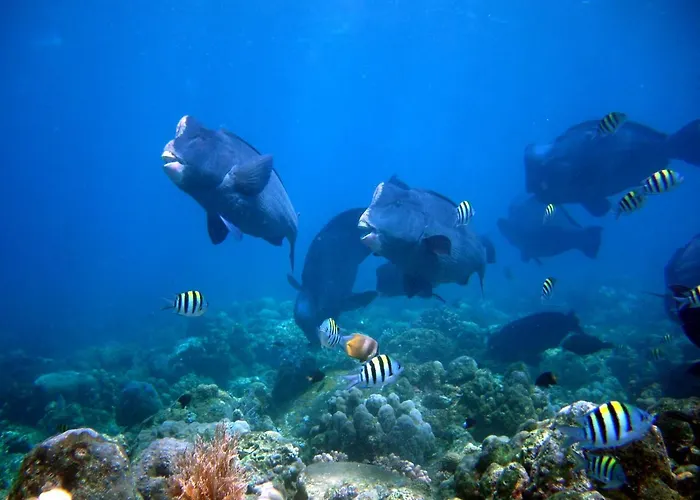 Hotel Matahari Resort, Dive & 3*